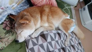 寝たきりの犬